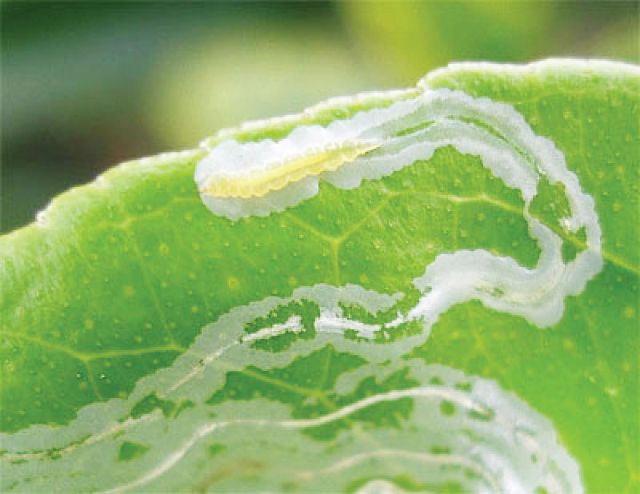 Sâu vẽ bùa gây hại như thế nào?