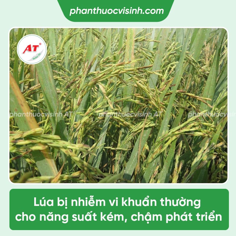 Lúa bị vi khuẩn là do đâu – Nguyên nhân và cách phòng trừ