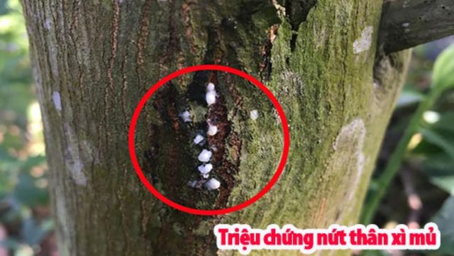 Triệu chứng trên thân, cành