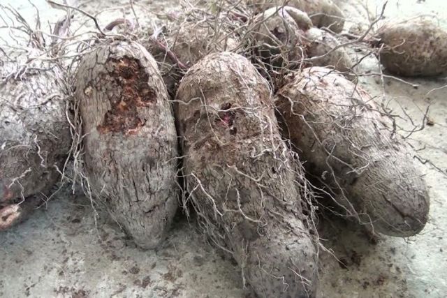 Cách thức gây hại của tuyến trùng rễ