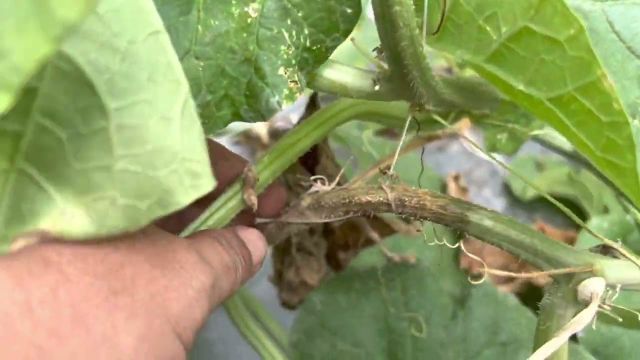 Biểu hiện của bệnh trên thân cây