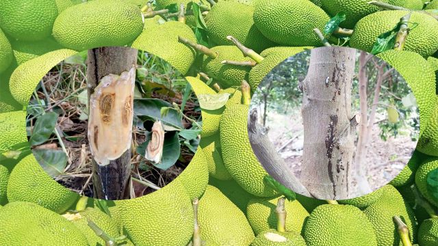 Cách trị bệnh nứt thân xì mủ trên cây mít