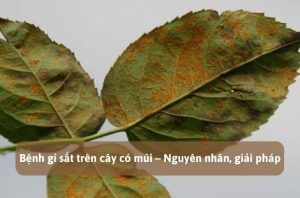 Bệnh gỉ sắt trên cây có múi