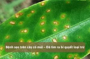 Bệnh sẹo trên cây có múi