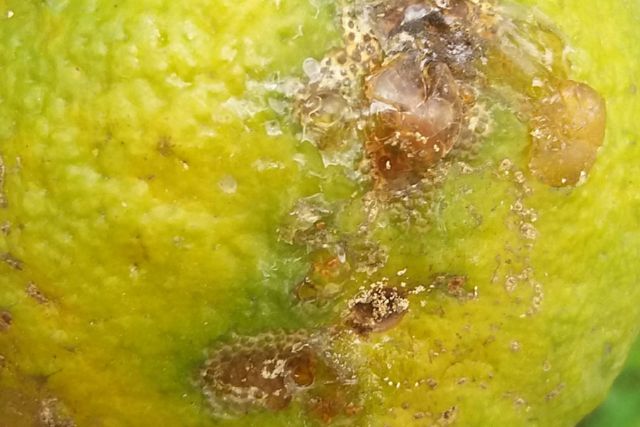 Nguyên nhân gây bệnh thán thư trên cây có múi