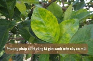Vàng lá gân xanh trên cây có múi