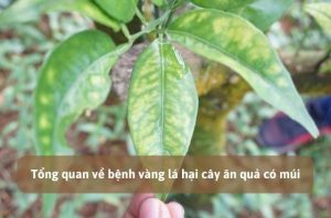 bệnh vàng lá hại cây ăn quả có múi