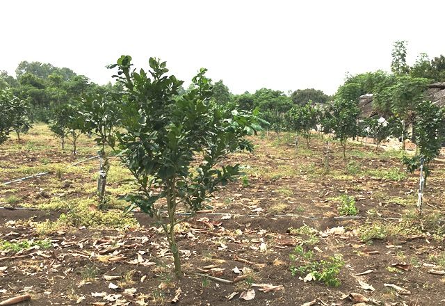 Cẩm nang trị bệnh bồ hóng trên cây có múi nhà nông cần ghi nhớ 3 Cách phòng trừ bệnh bồ hóng trên cây có múi