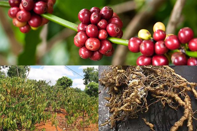 Thực trạng tuyến trùng hại rễ cà phê