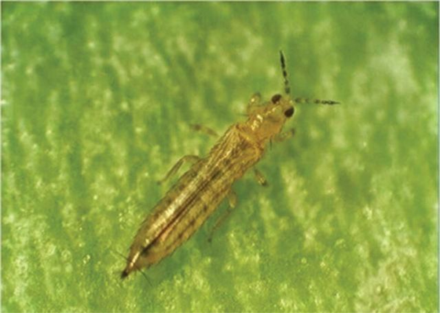 Phòng trừ sâu bệnh trên cây có múi - Bọ trĩ