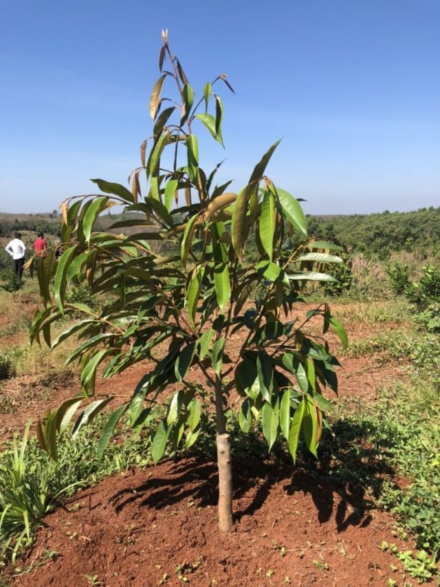 Lật tẩy kỹ thuật chăm sóc sầu riêng năng suất cao 3 Kỹ thuật chăm sóc sầu riêng bằng việc bón phân