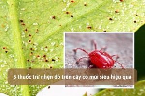 thuốc trừ nhện đỏ trên cây có múi