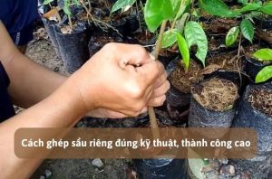 cách ghép sầu riêng