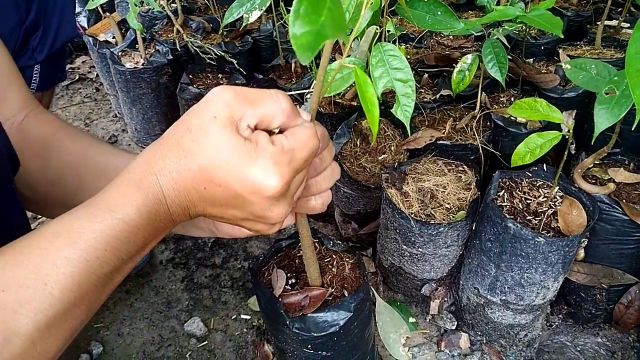 Hướng dẫn cách ghép sầu riêng đúng chuẩn