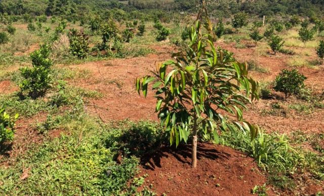 Cách ghép sầu riêng đơn giản nhất