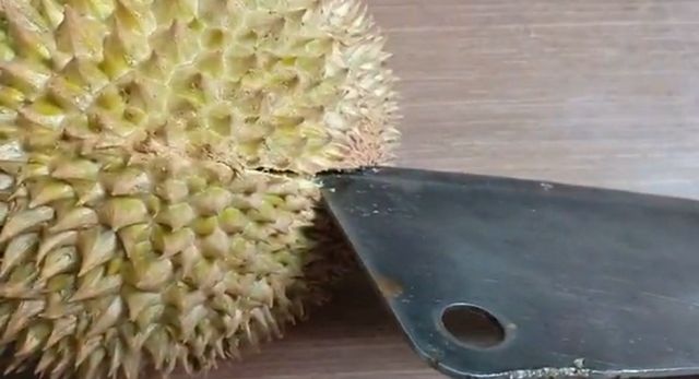 Mách bạn cách khui sầu riêng đơn giản, dễ dàng, chưa đầy 1 phút 1 Cách khui sầu riêng bằng dao