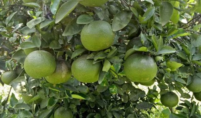 Xử lý tốt vườn tược