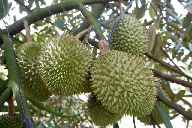 Điều kiện để xuất khẩu sầu riêng sang Trung Quốc