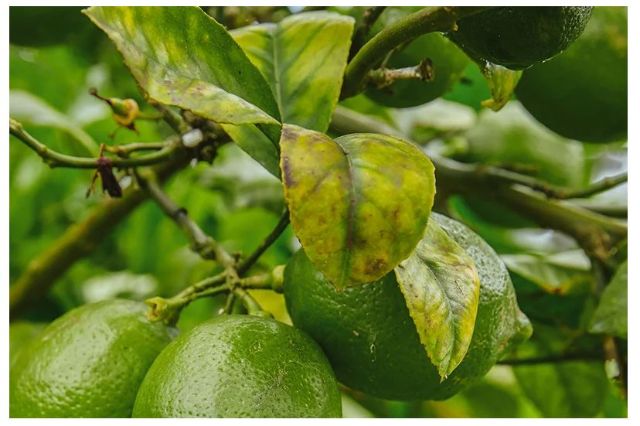 Điều kiện phát sinh vàng lá gân xanh trên cây có múi