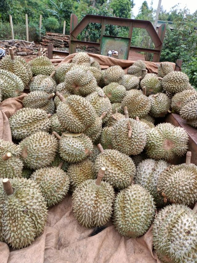 Hiểm họa khôn lường khi dùng thuốc nhúng sầu riêng