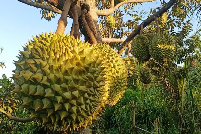 Kỹ thuật trồng sau khi thực hiện cách ghép sầu riêng thành công