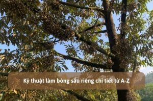 làm bông sầu riêng