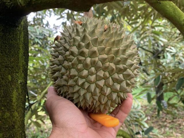 Nguồn gốc xuất xứ sầu riêng Black Thorn