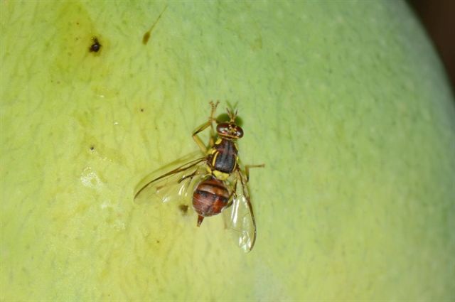 Phòng trừ sâu bệnh trên cây có múi - Ruồi vàng