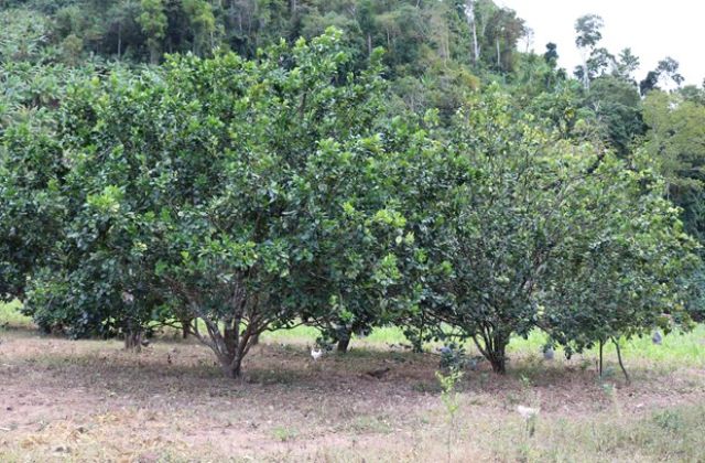 Cách trồng cây ăn quả có múi