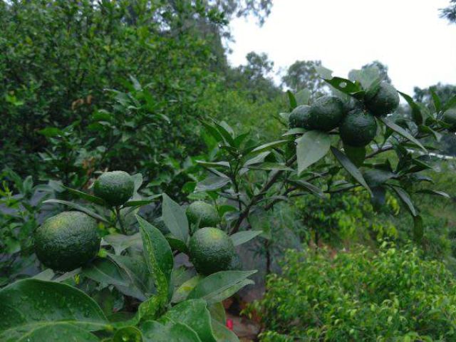 Quy trình trồng cây - Chọn đúng thời vụ