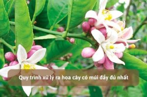quy trình xử lý ra hoa cây có múi