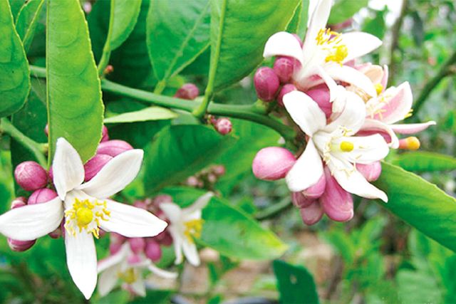 Quy trình xử lý ra hoa có múi đúng kỹ thuật