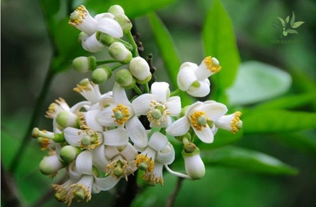 Điều kiện cần để cây có múi ra hoa