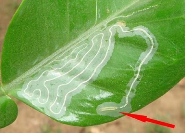 Sâu vẽ bùa trên cây có múi