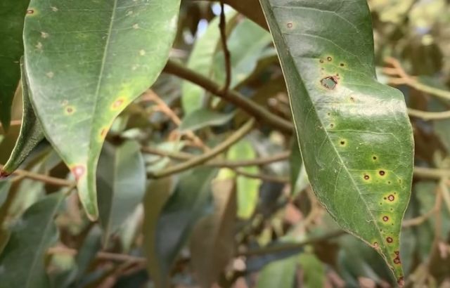 Tác hại của bệnh gỉ sắt trên cây có múi