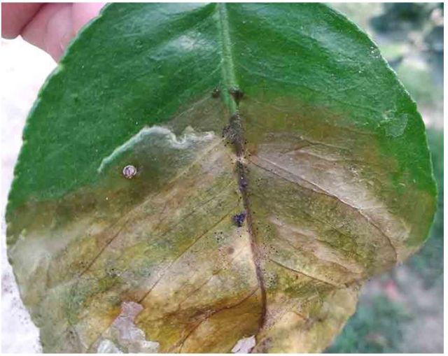 Triệu chứng bệnh thán thư trên cây có múi