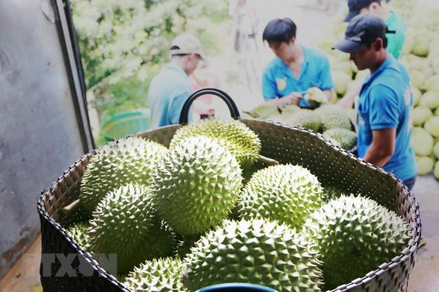 Thực trạng xuất khẩu sầu riêng sang Trung Quốc