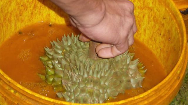 Thuốc nhúng sầu riêng được làm từ gì?