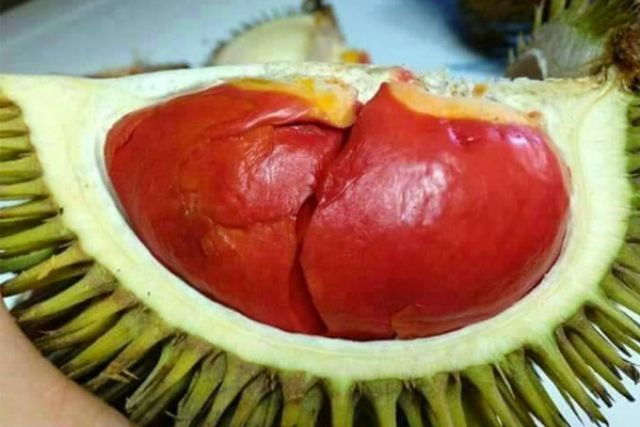 Tìm hiểu về giống sầu riêng ruột đỏ