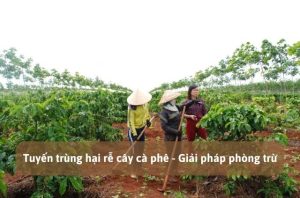 tuyến trùng hại rễ cây cà phê