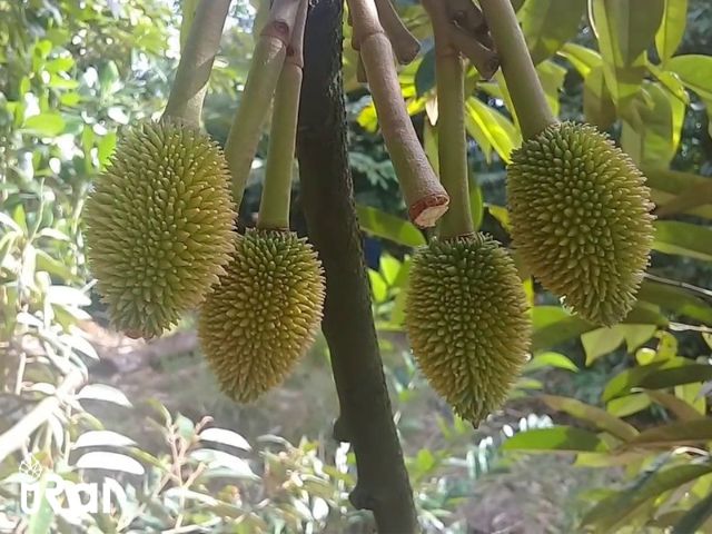 Ưu nhược điểm của ghép mắt sầu riêng