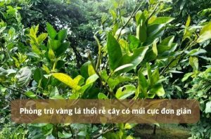 Vàng lá thối rễ cây có múi