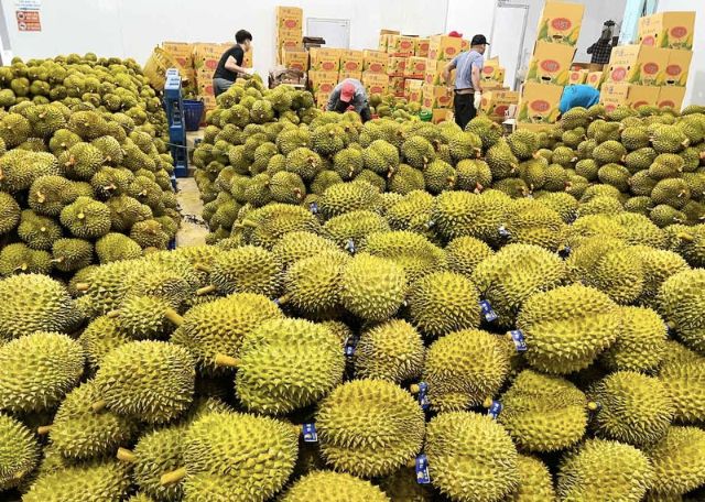Sầu Việt đáp ứng số lượng nhưng cần đảm bảo chất lượng