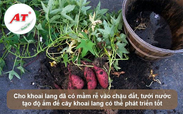 Cách trồng khoai lang từ củ đơn giản tại nhà, ra củ quanh năm