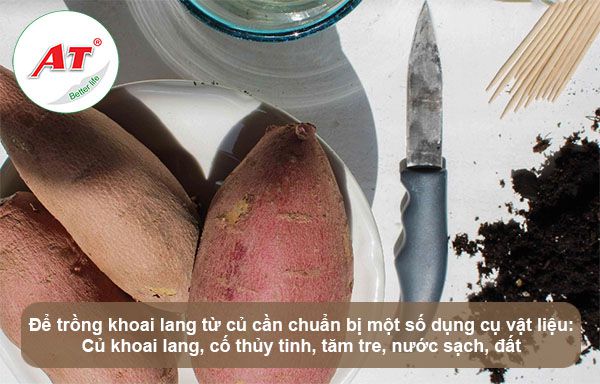 Cách trồng khoai lang từ củ đơn giản tại nhà, ra củ quanh năm