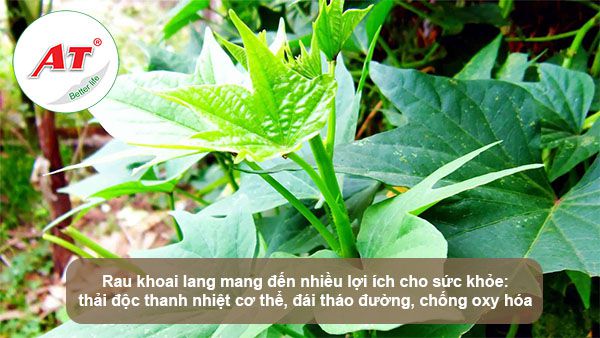 Cách trồng khoai lang từ củ đơn giản tại nhà, ra củ quanh năm