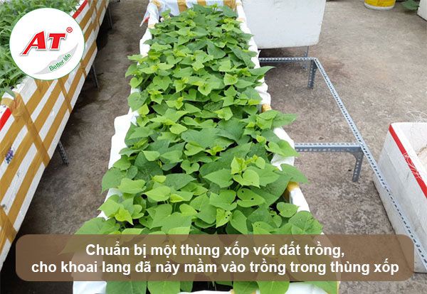 Cách trồng khoai lang từ củ đơn giản tại nhà, ra củ quanh năm