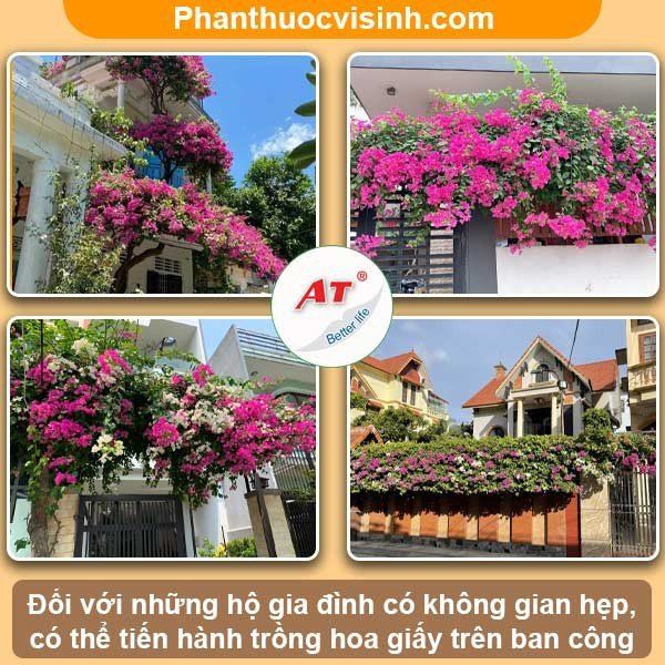 Cách trồng hoa giấy leo giàn với nhiều ý tưởng sáng tạo