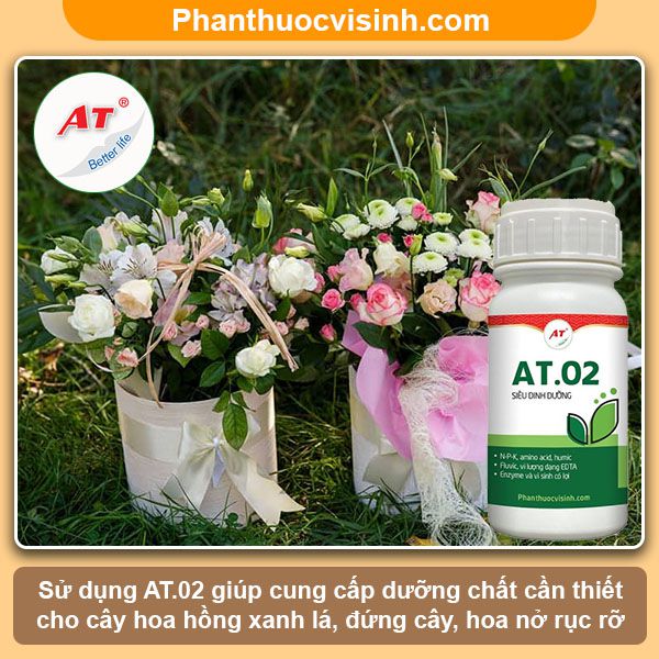 Cách trồng hoa hồng trong chậu tại nhà hoa nở quanh năm