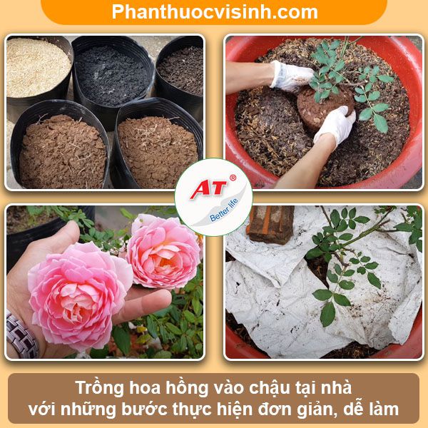 Cách trồng hoa hồng trong chậu tại nhà hoa nở quanh năm